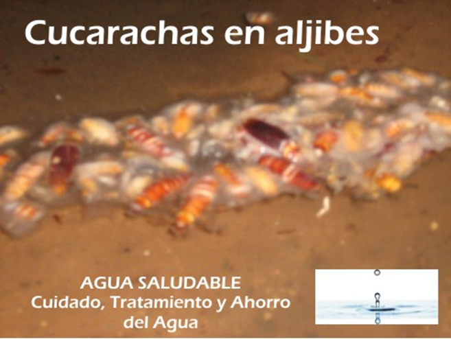Servicio de lavado de aljibes contaminadas con cucarachas  Zapopan Guadalajara